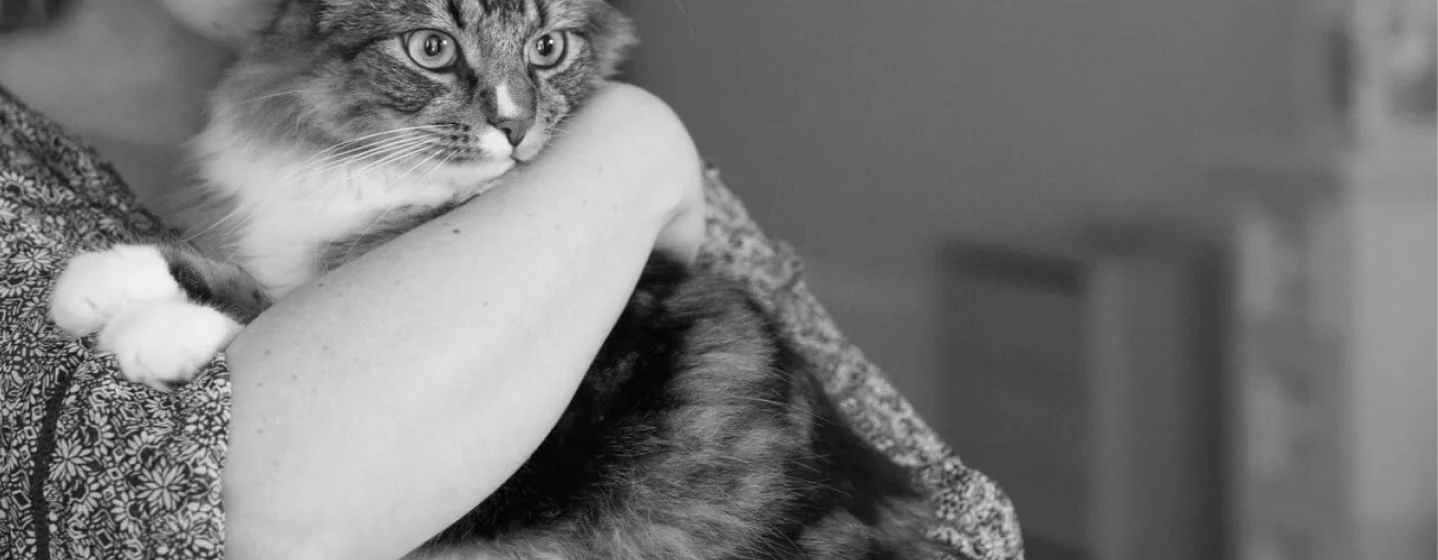 Pure Serenity for Your Cat